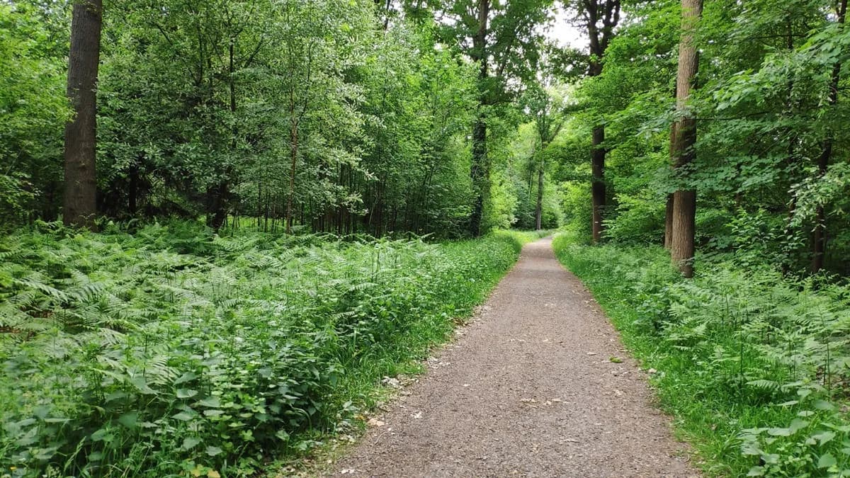 La forêt de Beloeil