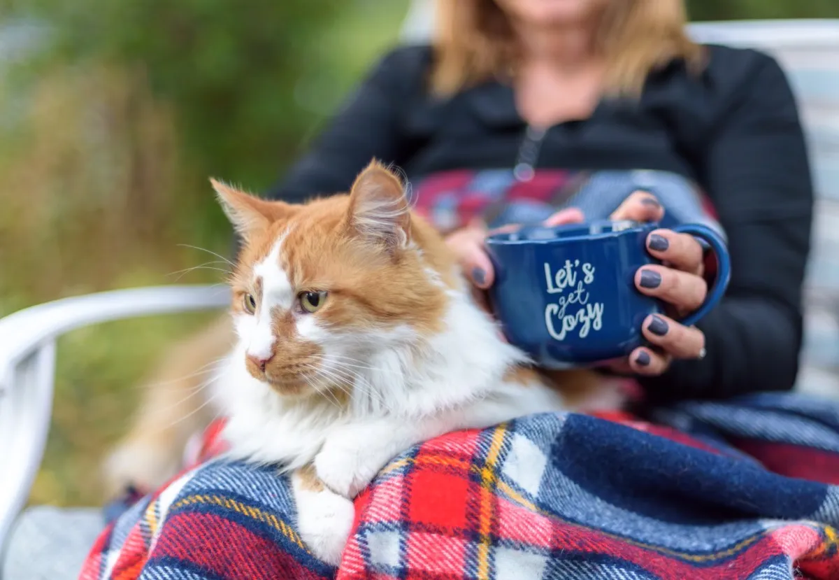 Voyager avec un chat en camping-car