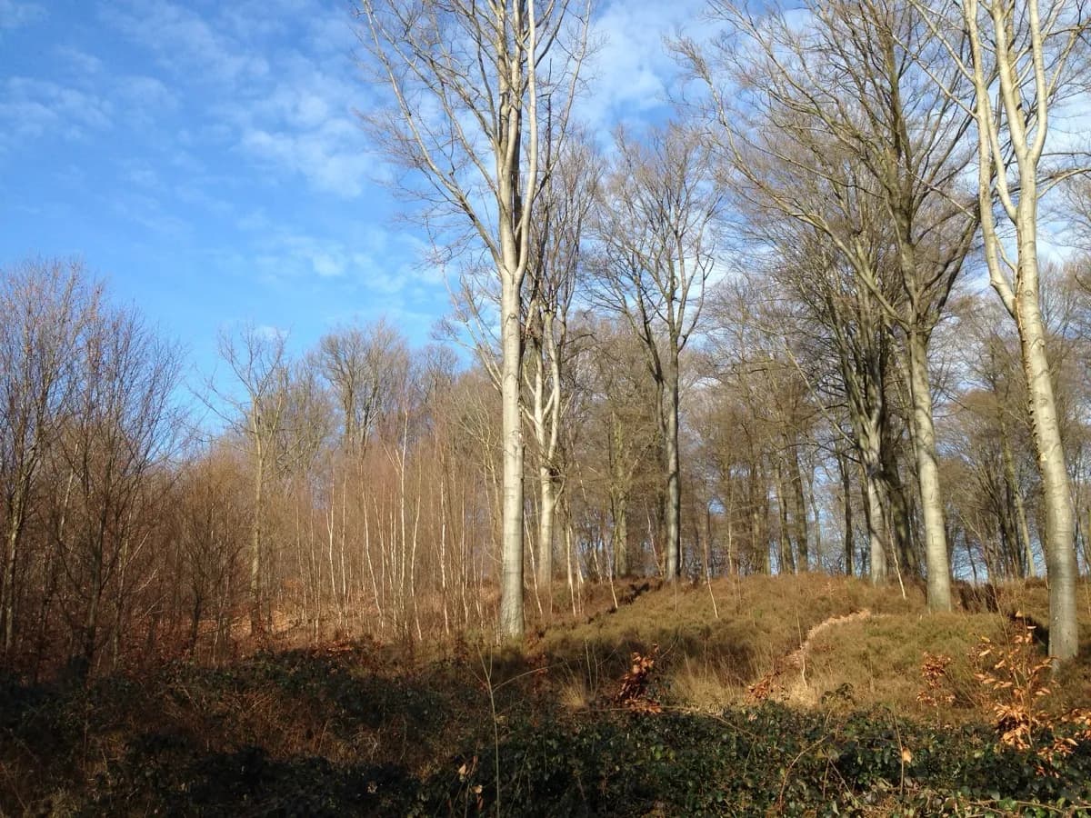 Circuits forestiers à Bon-Secours